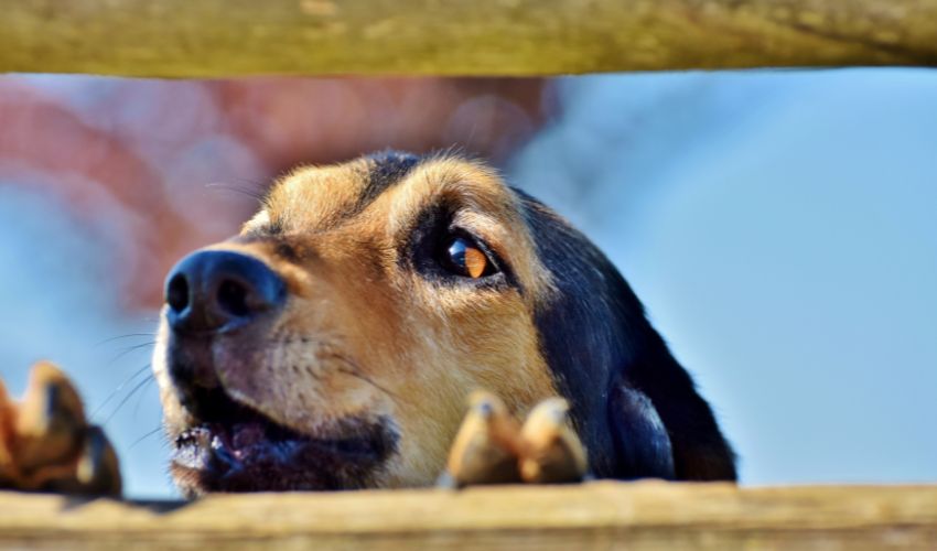 Feeding the Basque Shepherd Dog: Essential Diet Tips and Guidelines